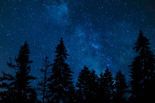 Silhouette of Coniferous Trees at Night 