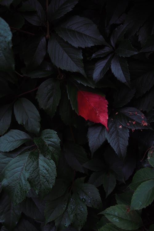 A Red Leaf among Dark Green Leaves