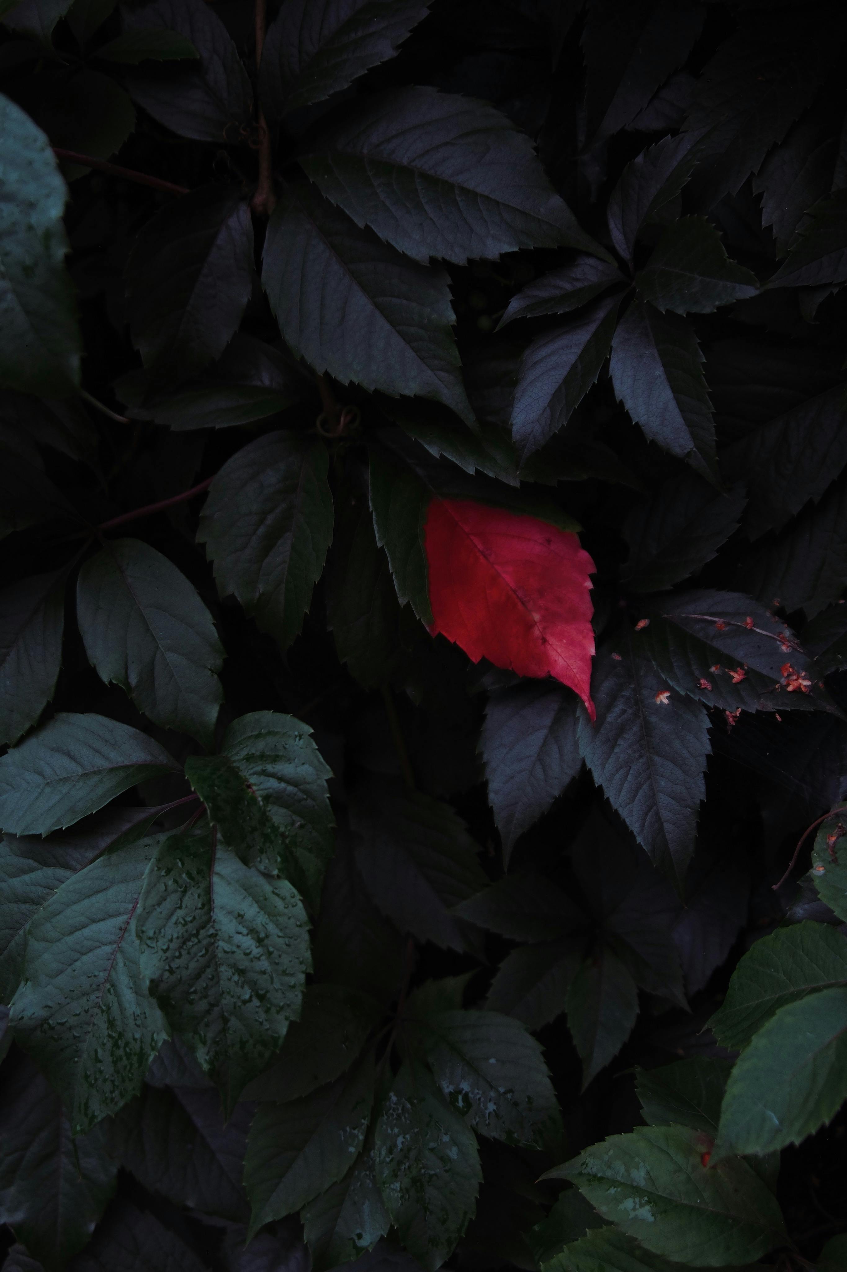 Green Plant outlets with Dark Red background