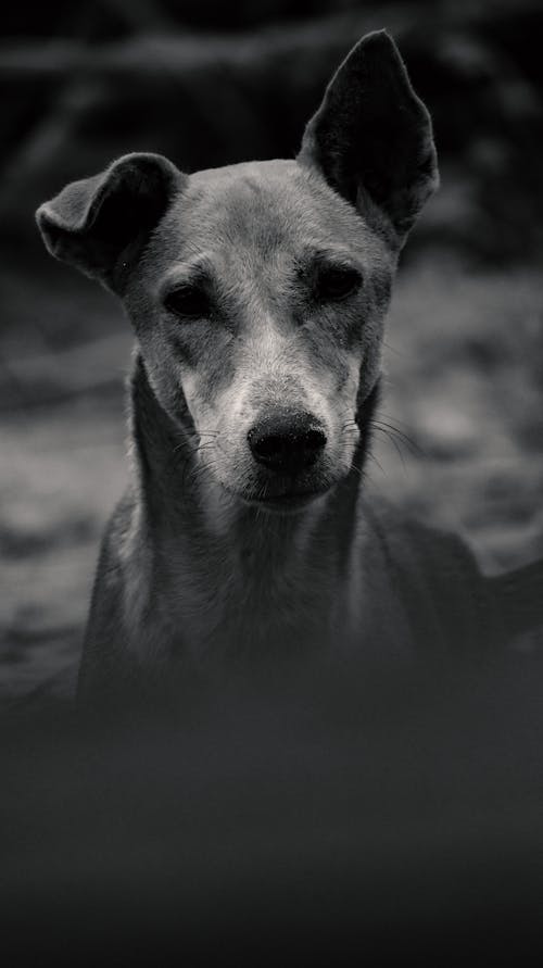 Foto profissional grátis de animal, cabeça, cachorro