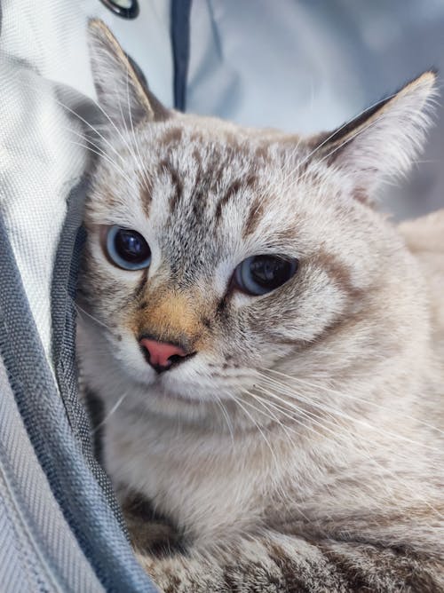 Immagine gratuita di gatto, gatto carino, occhi azzurri