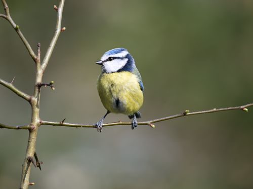 Free Close-up of an Eurasian blue tit perched on a branch in its natural habitat. Stock Photo