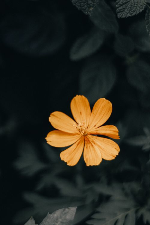 Free A detailed photograph showcasing a vibrant orange sulfur cosmos flower against a dark, moody background. Stock Photo