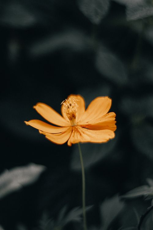 Free Detailed image of a vivid orange wildflower with blurred dark background, showcasing natural beauty. Stock Photo