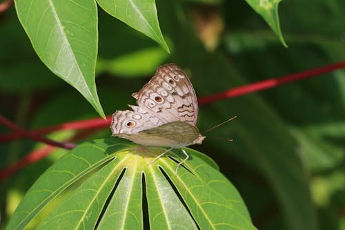 Butterfly on a Green Leaf 