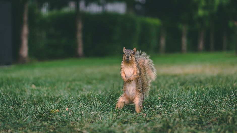 A cute squirrel stands upright on a lush green field, showcasing its curious nature.