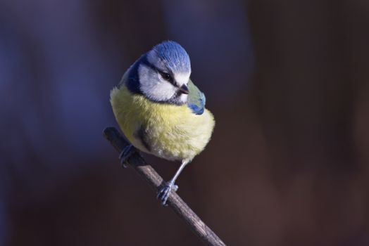 Blue tit on a precarious perch.