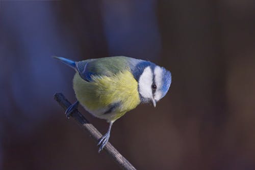 Foto profissional grátis de ave, chapim-azul, empoleirar