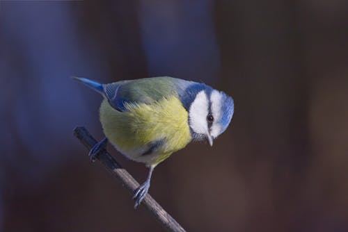 とまる, ユーラシア青シジュウカラ, 動物の写真の無料の写真素材