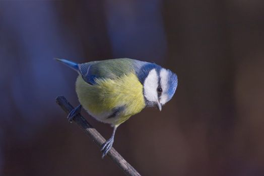 Blue tit on a precarious perch.