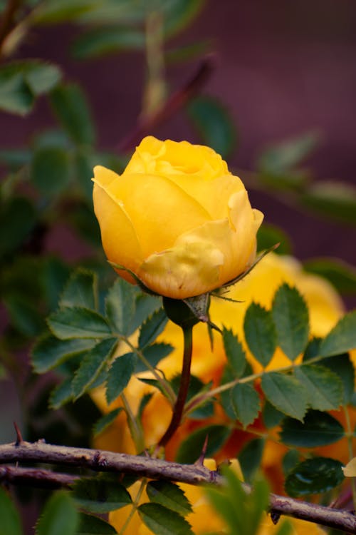 A yellow rose is blooming in the garden