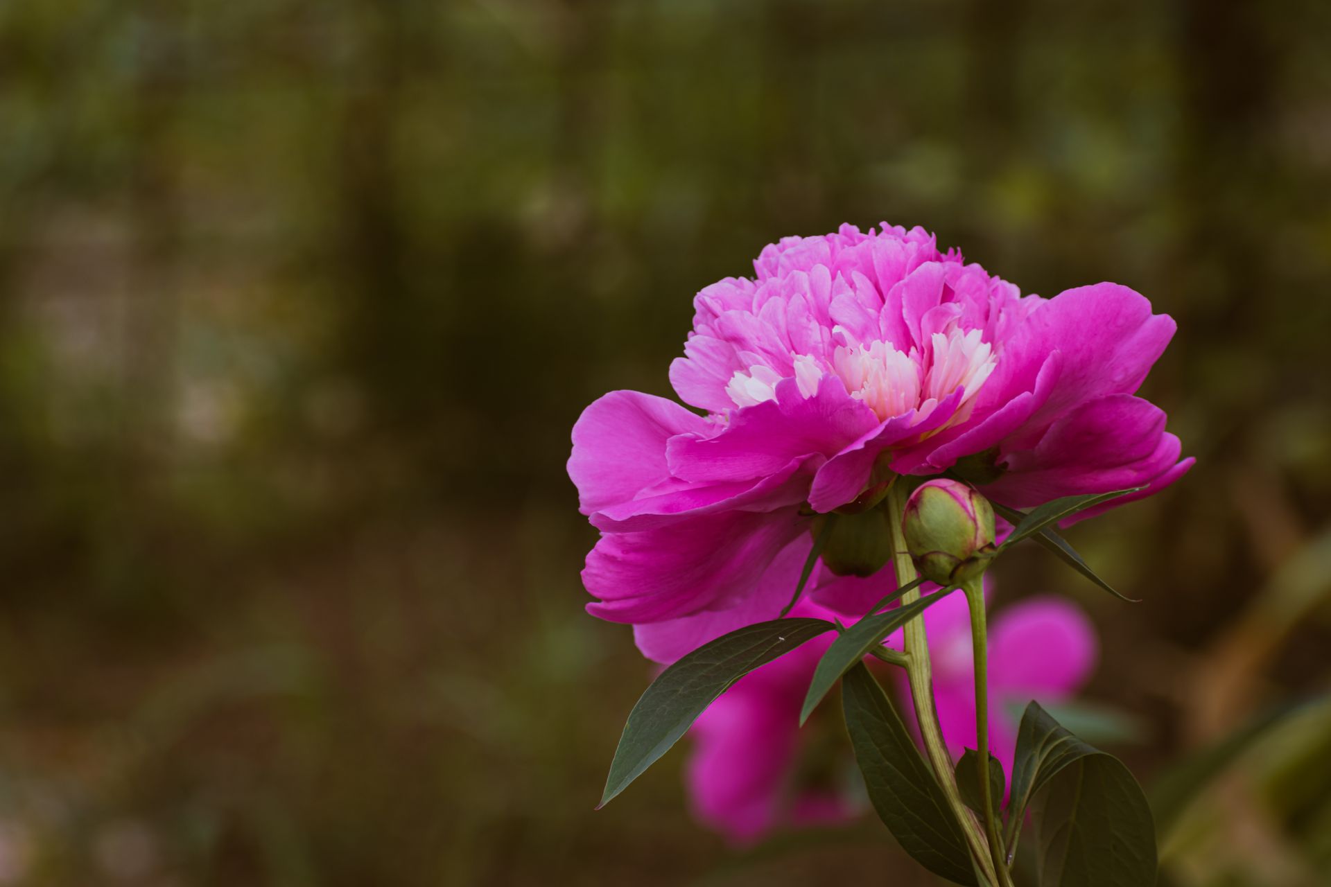 Close-up of a blooming pink peony flower in a serene outdoor garden setting.