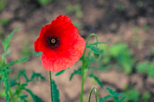 A single red poppy flower in the middle of a field