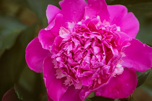 A pink peony flower is shown in this photo