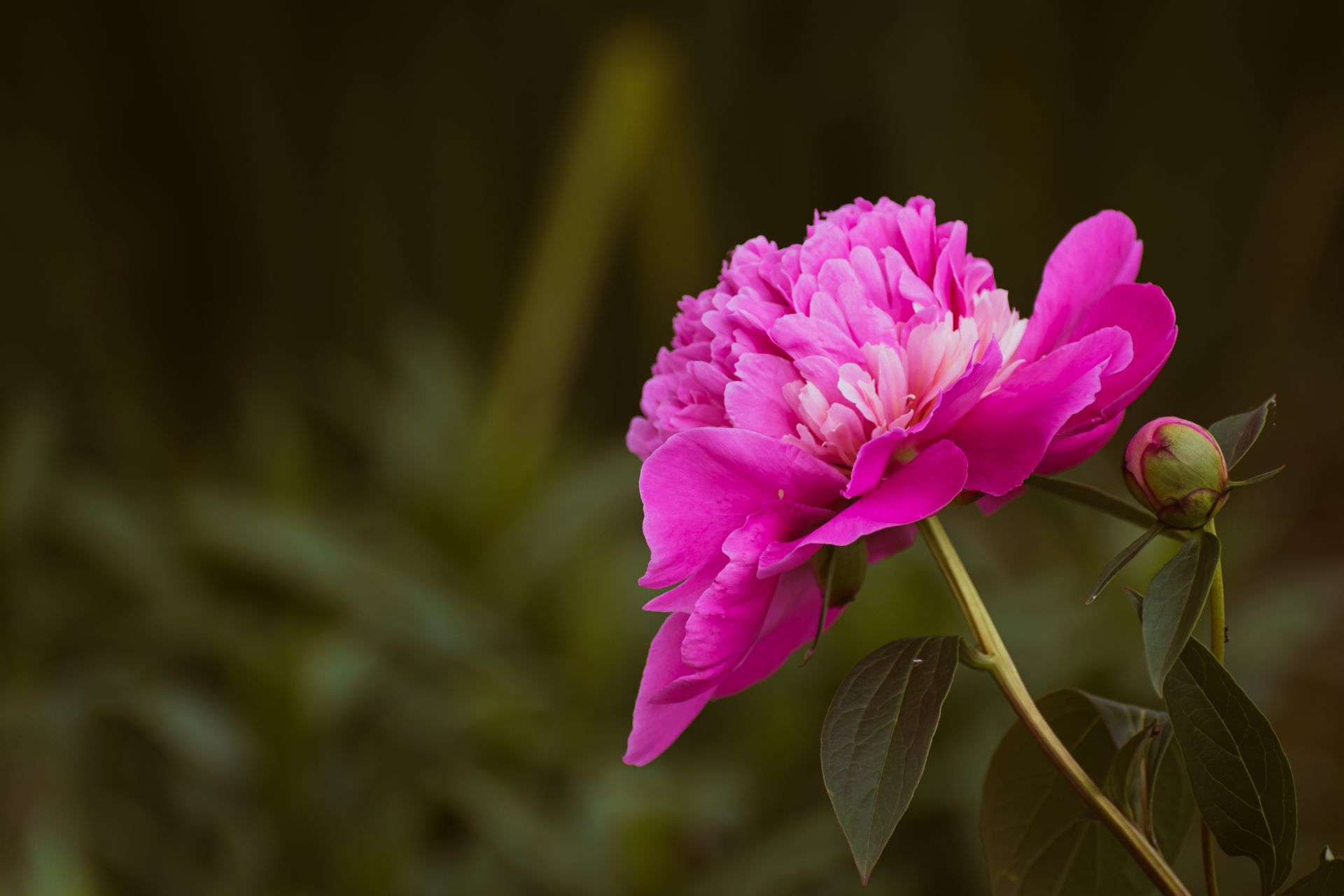A beautiful close-up of a vibrant pink peony flower blooming in a garden setting.
