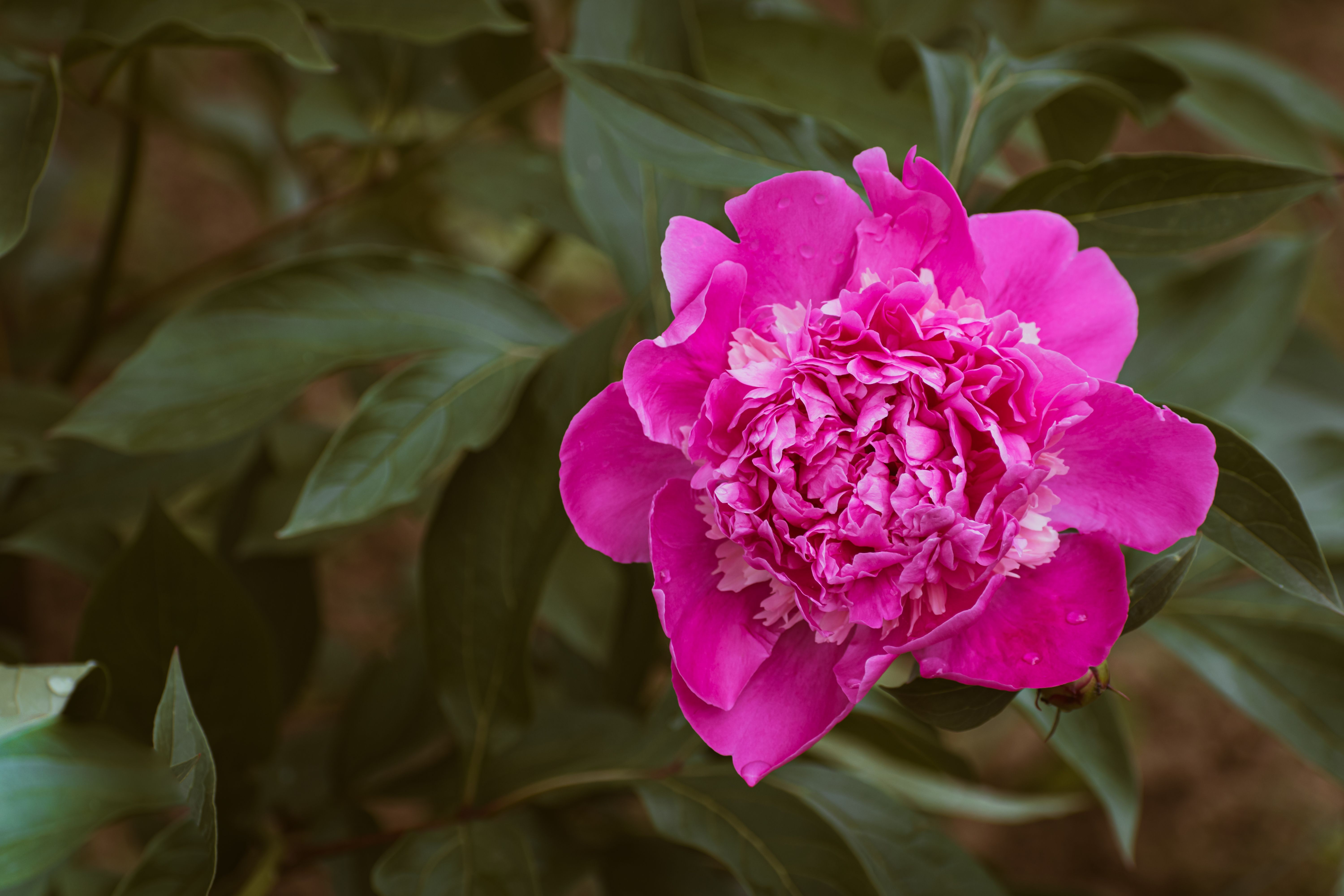 A single pink peony flower in a green leafy background · Free Stock Photo