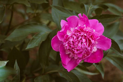 A single pink peony flower in a green leafy background