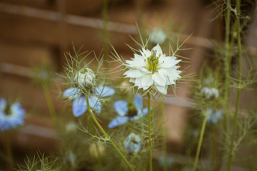 A close up of a white flower with blue flowers