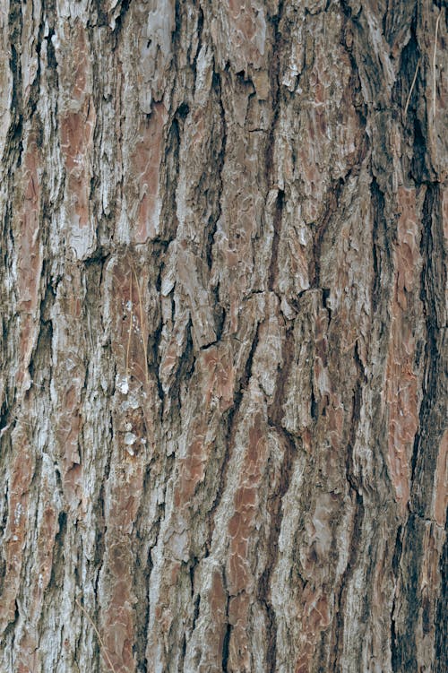Foto d'estoc gratuïta de arbre, escorça d'arbre, estampat