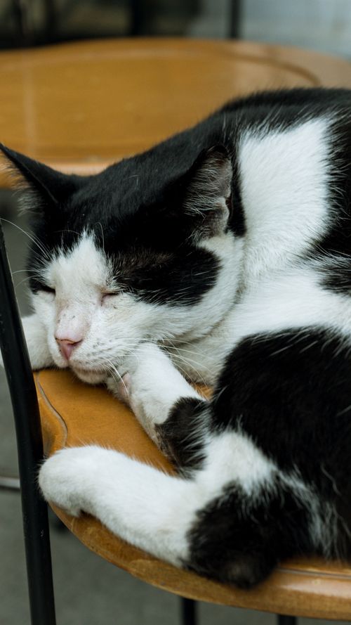 Free Adorable black and white cat sleeping on a wooden chair, cozy and serene. Stock Photo