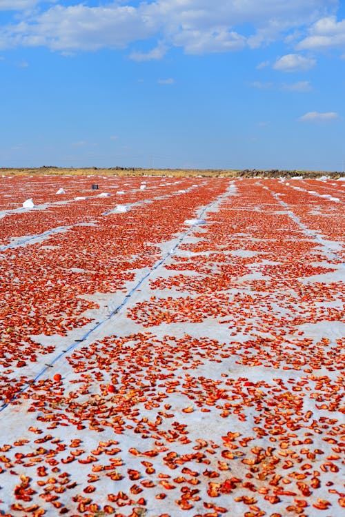 Field of Dried Tomatoes