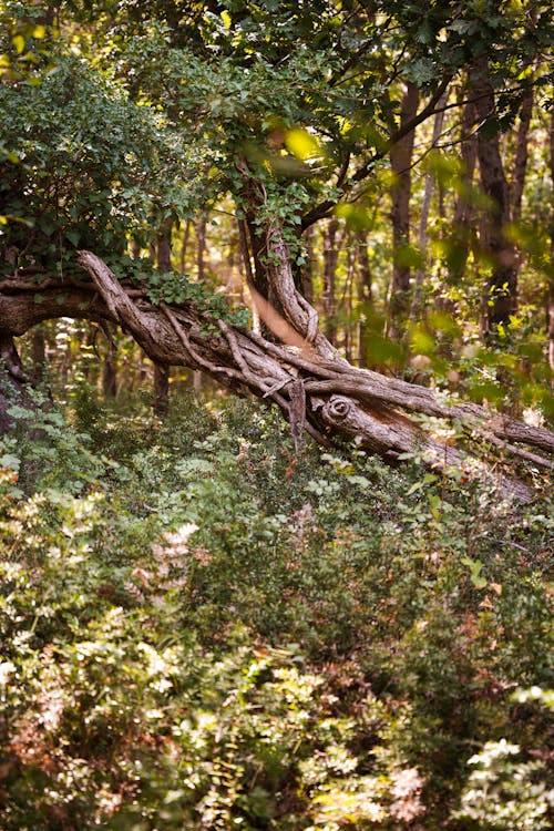 Fotos de stock gratuitas de árbol, arbusto, bosque