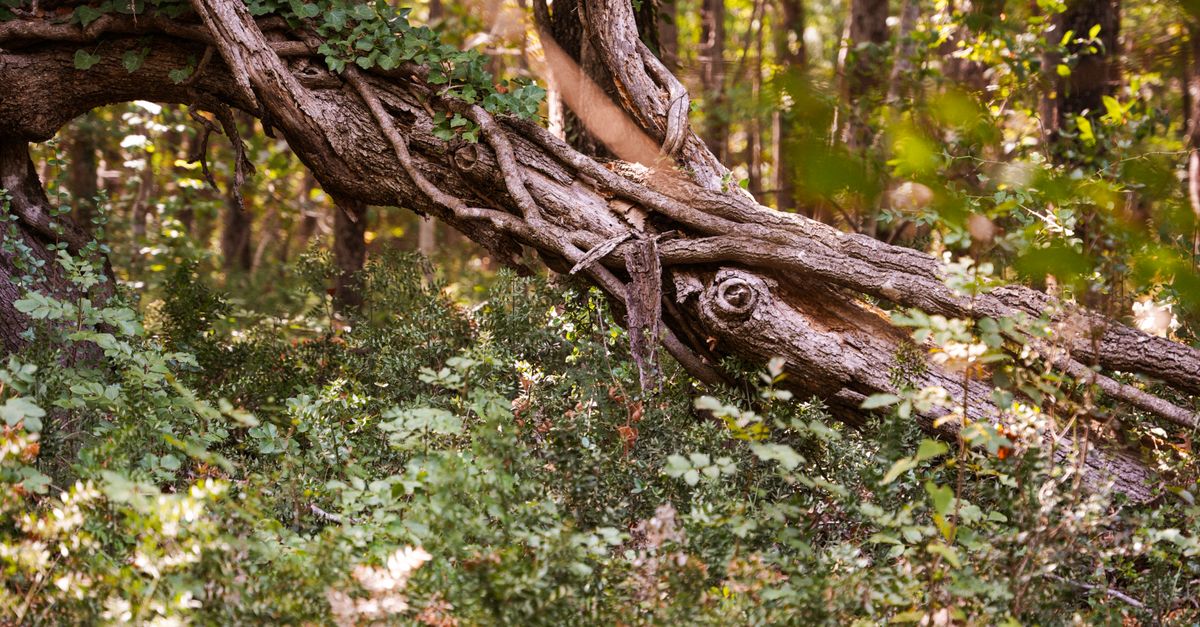 Intermingled Branches Intertwined Tree Branch · Free Stock Photo