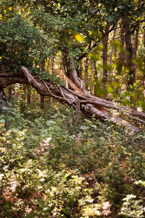 Intermingled Branches Intertwined Tree Branch · Free Stock Photo
