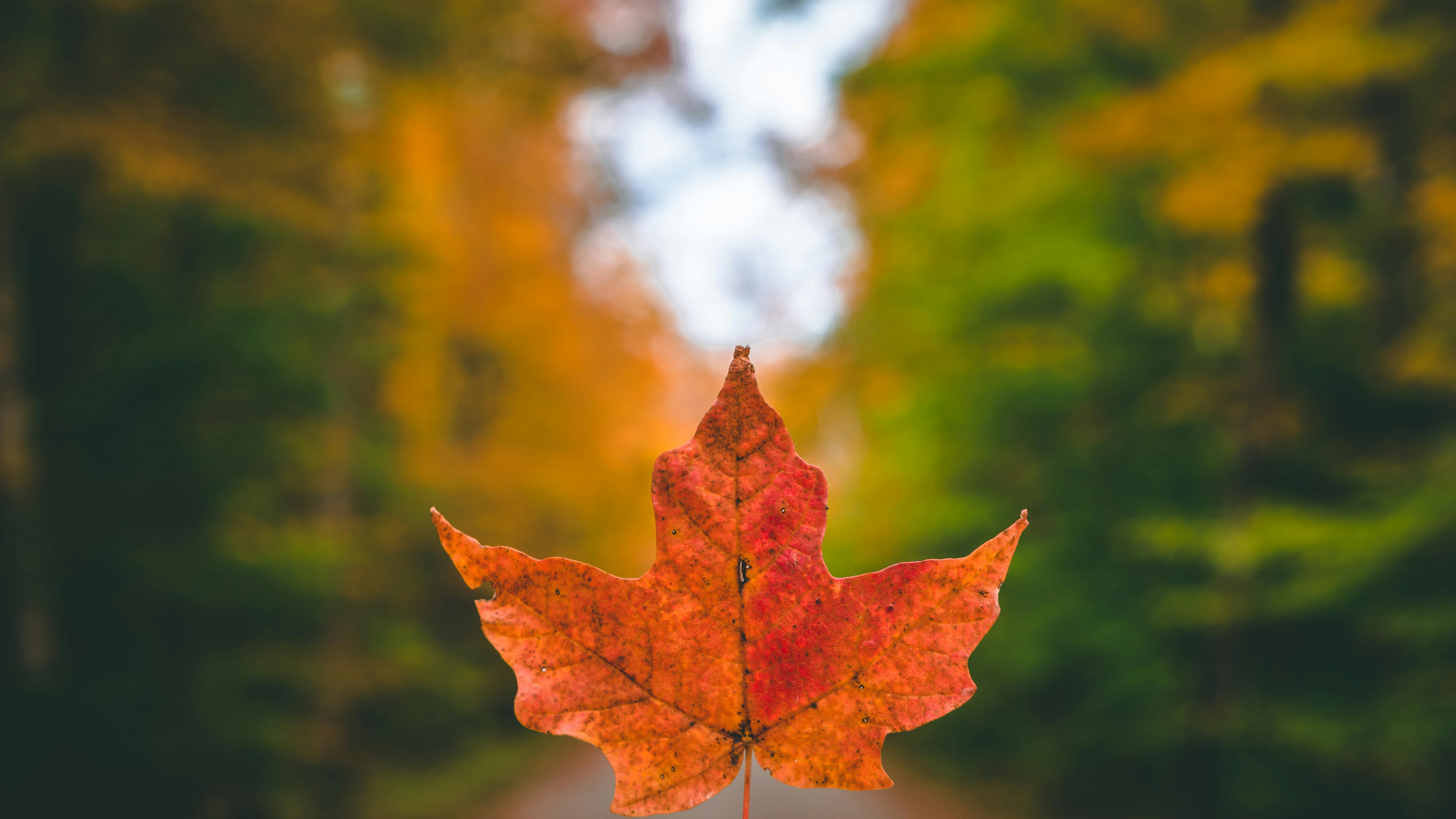Free stock photo of autumn, fall, maple leaf