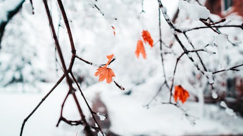 雪をかぶった葉