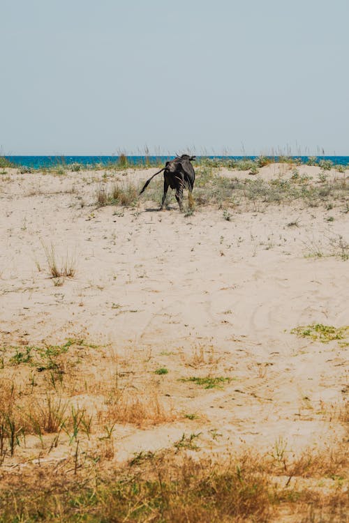 Безкоштовне стокове фото на тему «вертикальні постріл, дюна, море»