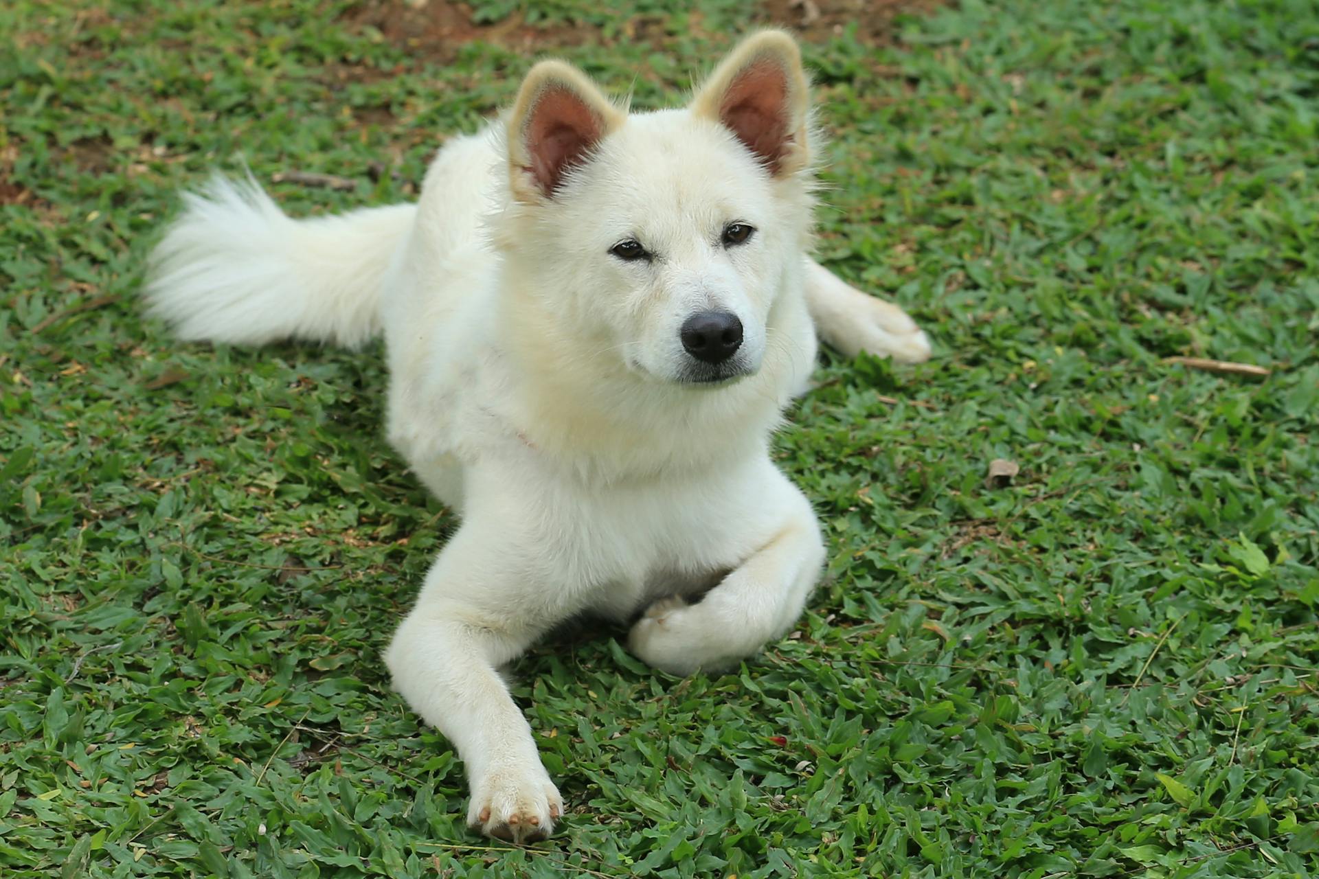 White Dog Lying on Grass