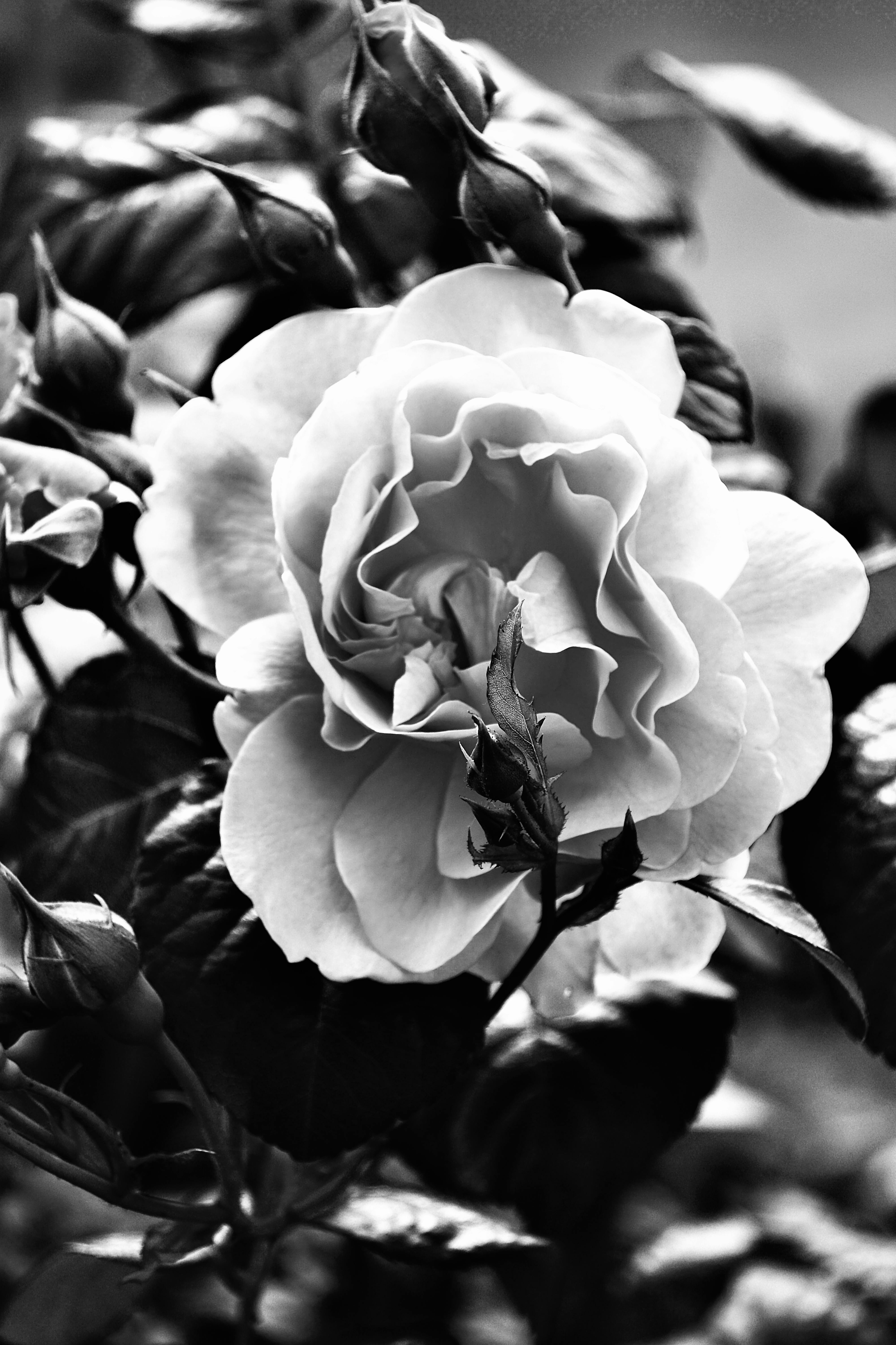 Black Rose Garden Photos, Download The BEST Free Black Rose Garden