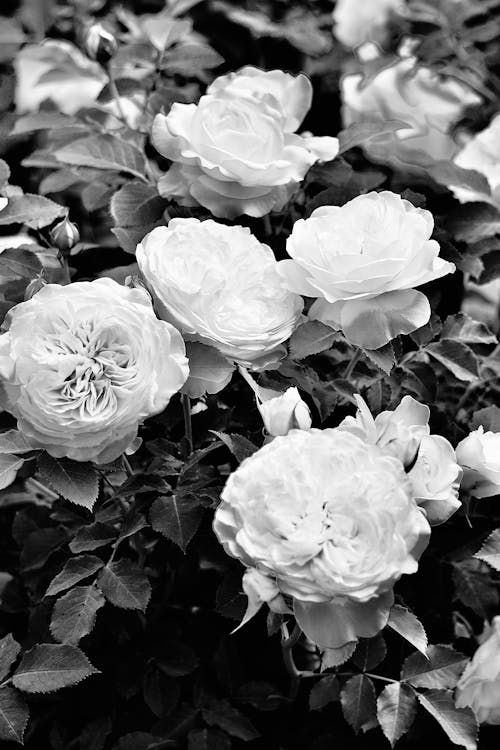 Fotos de stock gratuitas de blanco y negro, floreciente, flores