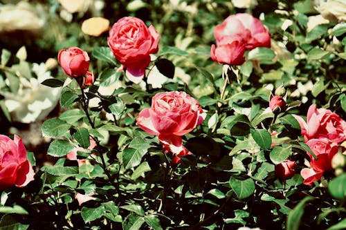 Red Roses Blooming Outdoors