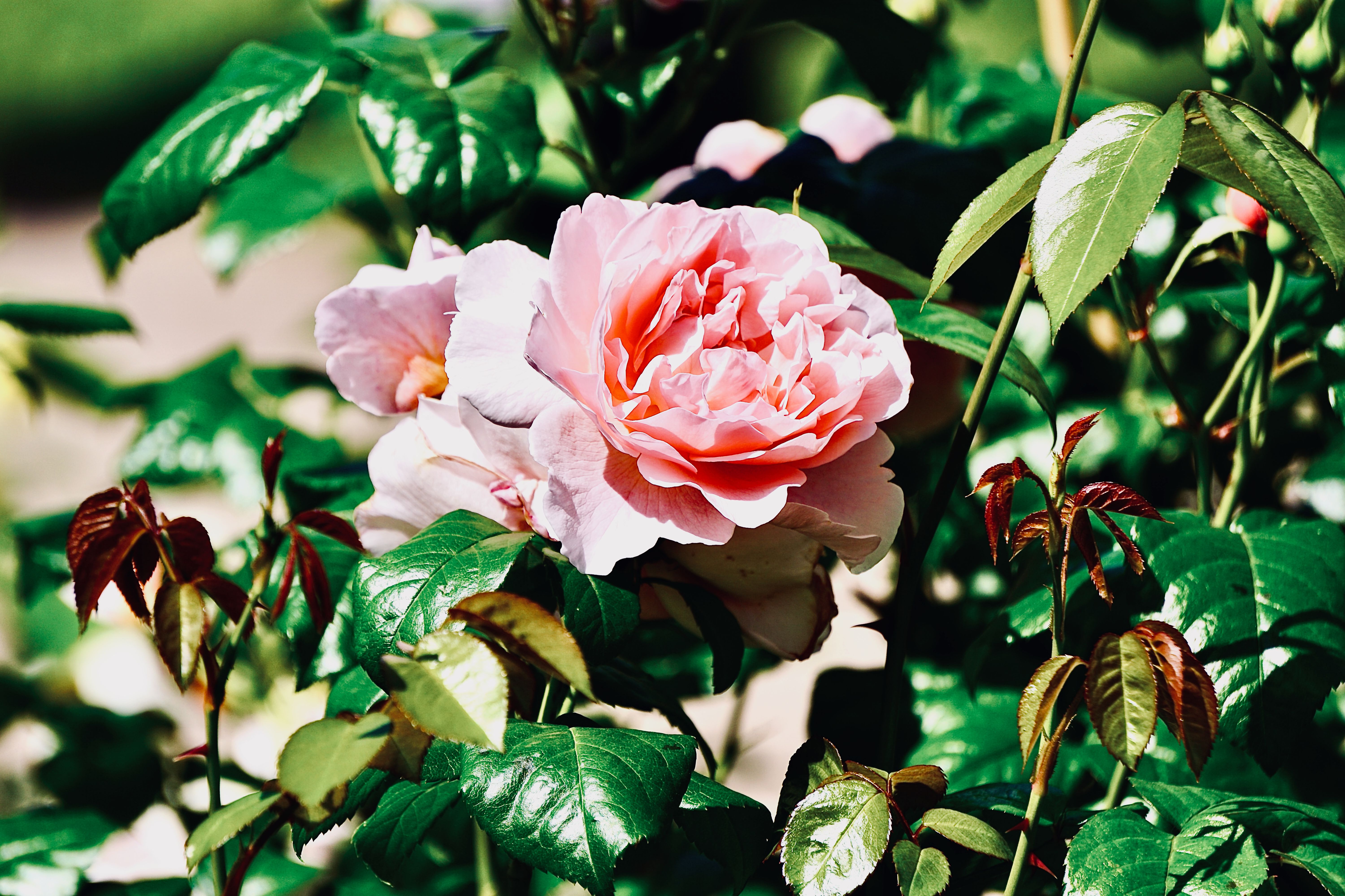 Branch Of Roses Branch of Pink Roses · Free Stock Photo