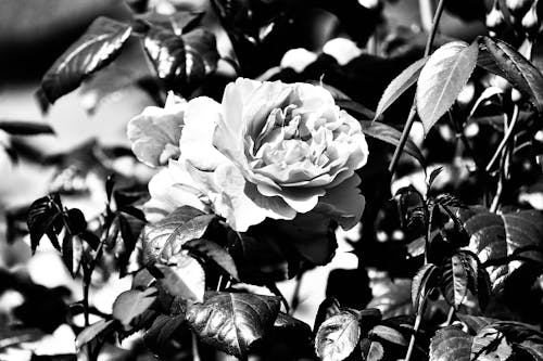Blooming Rose Flower