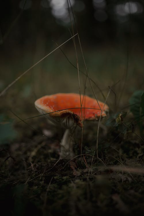 Red Mushroom with a White Stem and Spots