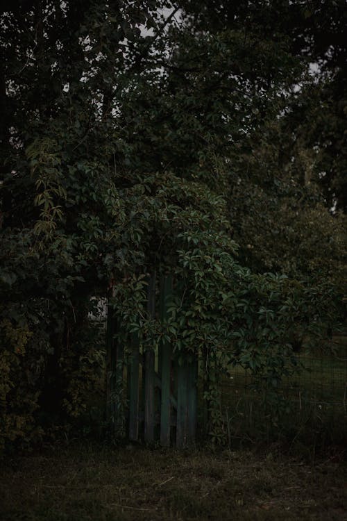 Tree Branches over a Wooden Gate