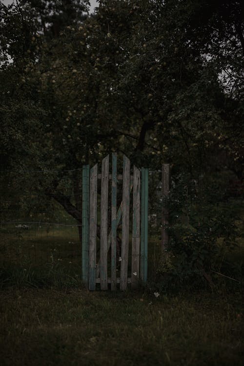 Trees behind a Fence with a Wooden Gate