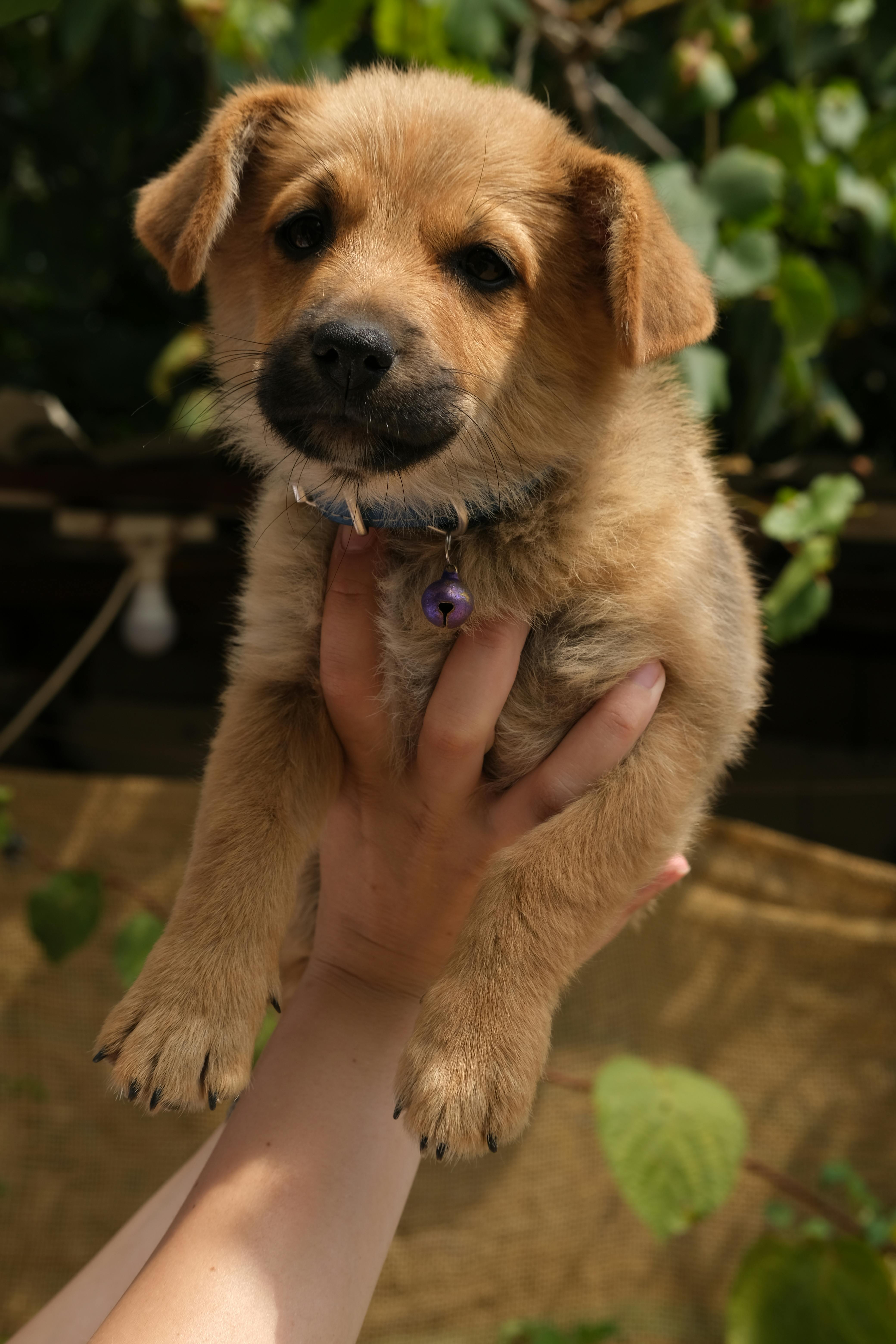 Person in Blue T-shirt Holding a Brown Short Coated Dog · Free