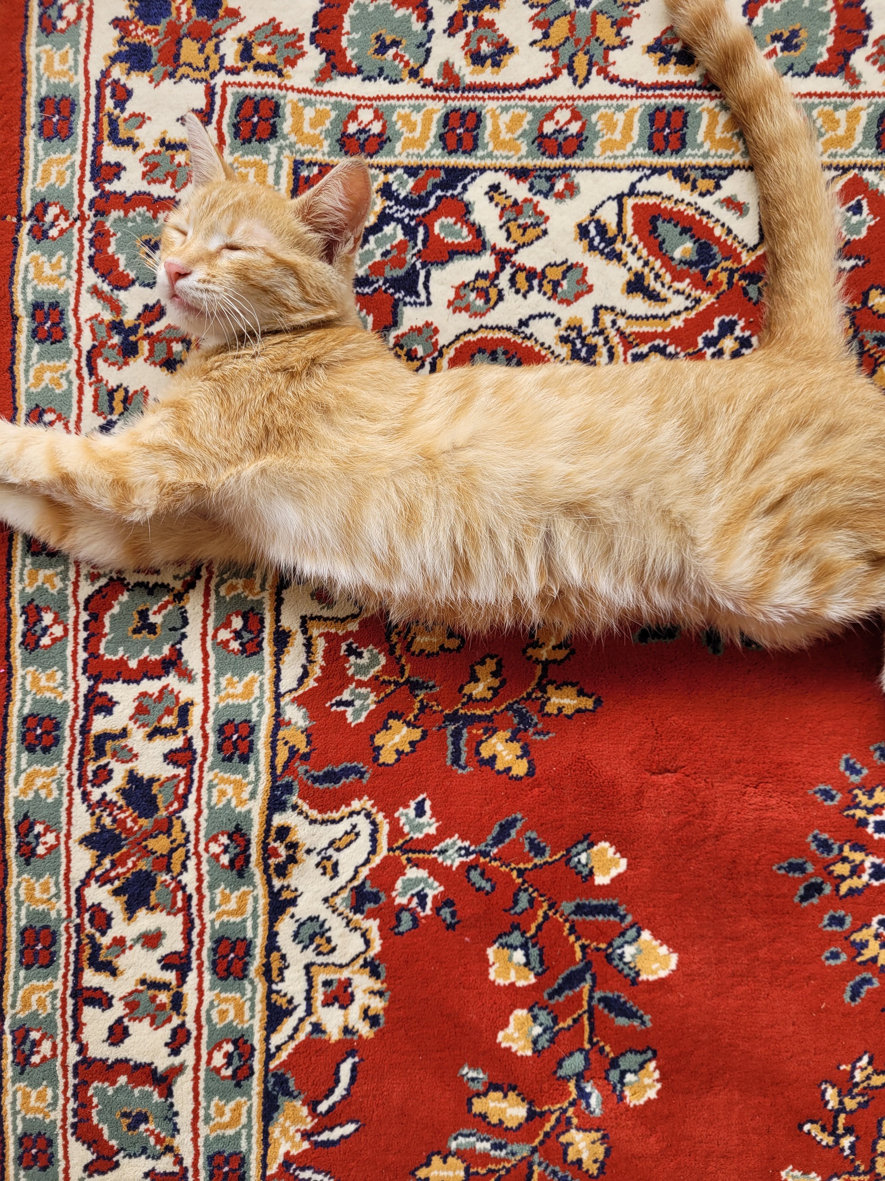 Brown Cat Relaxing on a Red Persian Rug · Free Stock Photo