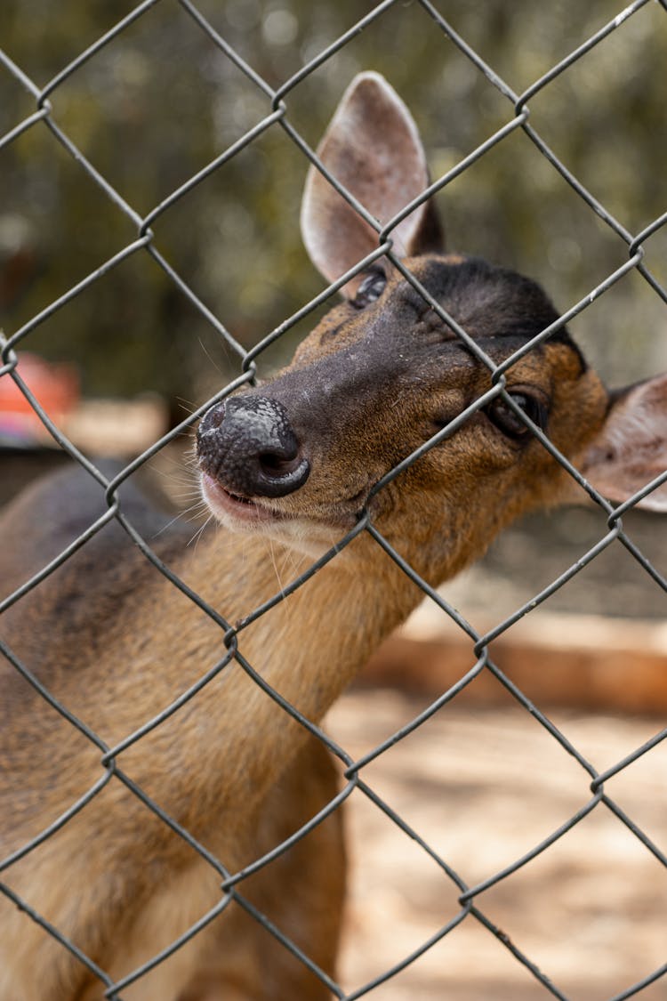 Deer In Zoo