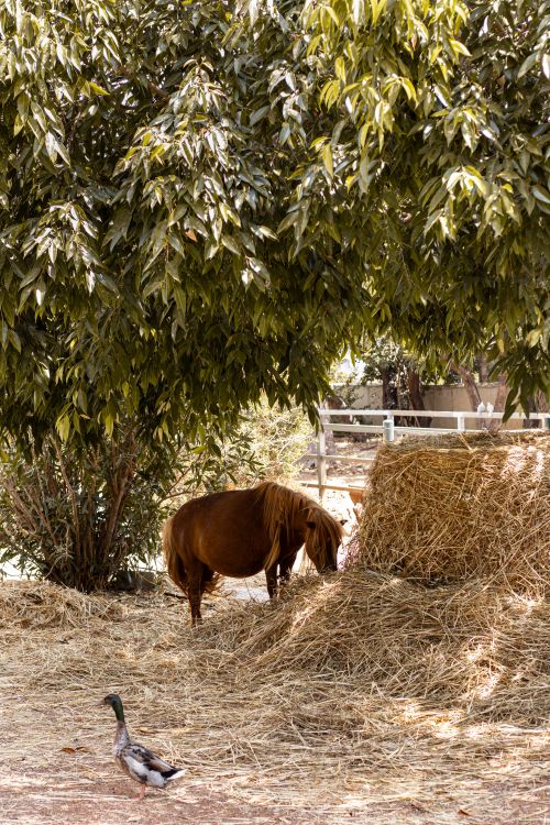 Free A serene rural scene with a pony and duck in a straw-covered pasture under a tree. Stock Photo