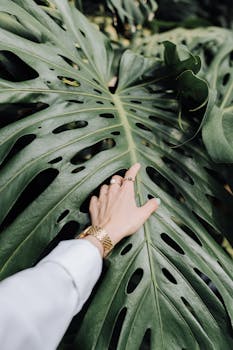 A woman's hand wearing a golden watch reaches out to touch a large Monstera leaf, highlighting nature's beauty.