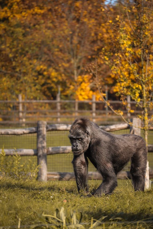 Kostenloses Stock Foto zu gehege, gorilla, herbst