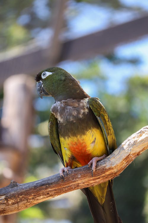Burrowing Parrot on Branch