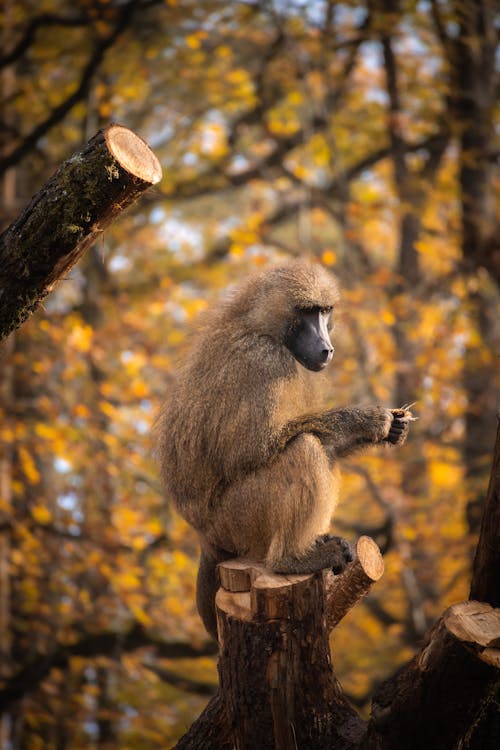 Baboon Sitting on Tree Stump