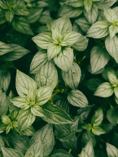 Free Close-up of fresh green basil leaves showcasing vibrant natural detail and tranquility. Stock Photo