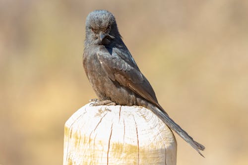 Southern Black Flycatcher on Wooden Post